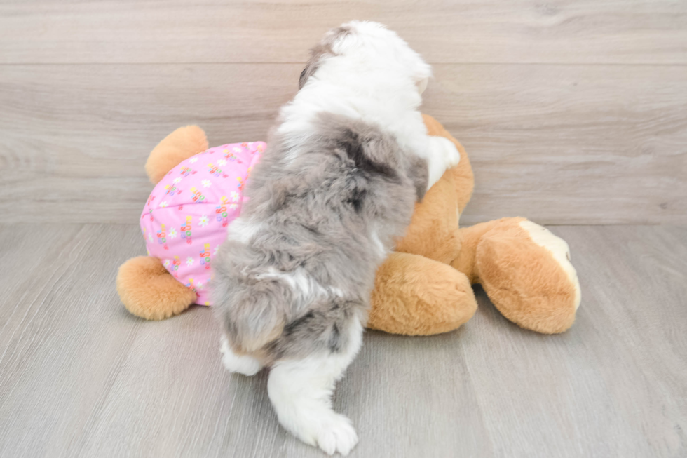 Mini Aussiedoodle Pup Being Cute