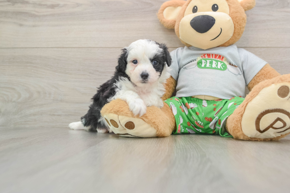 Smart Mini Aussiedoodle Poodle Mix Pup