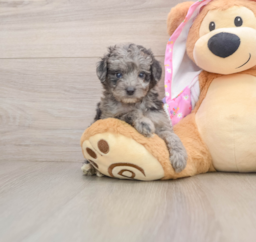 7 week old Mini Aussiedoodle Puppy For Sale - Windy City Pups