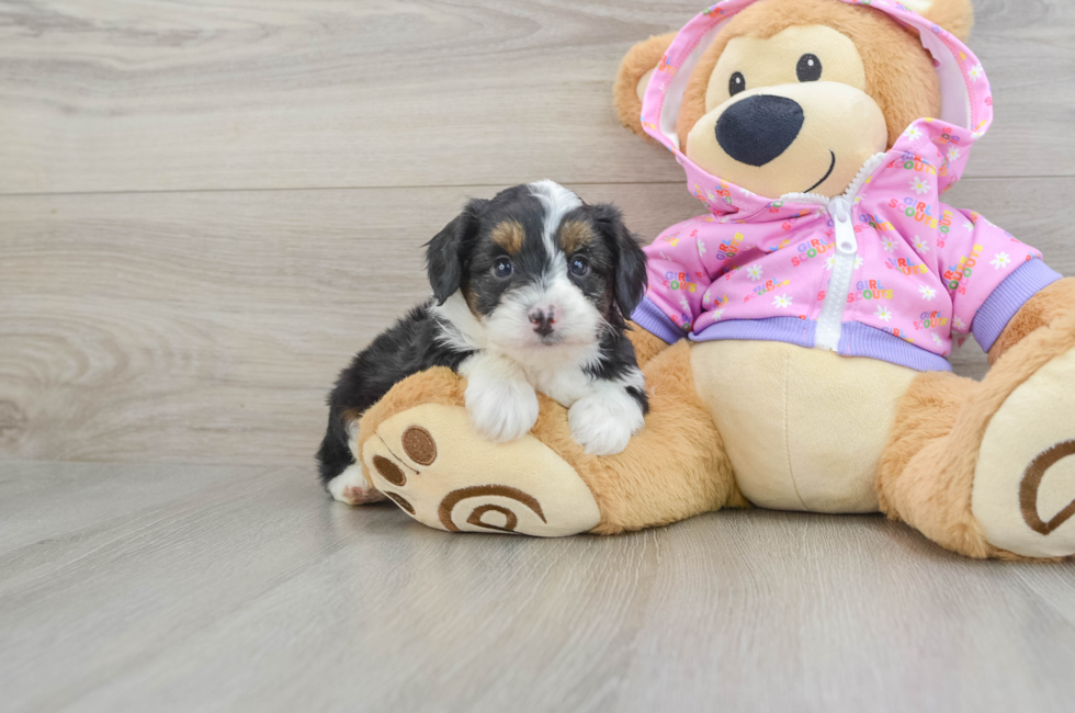 7 week old Mini Aussiedoodle Puppy For Sale - Windy City Pups