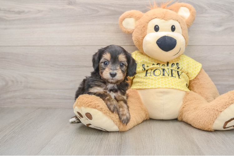 Best Mini Aussiedoodle Baby