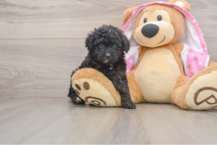 Hypoallergenic Aussiepoo Poodle Mix Puppy
