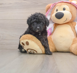 8 week old Mini Aussiedoodle Puppy For Sale - Windy City Pups