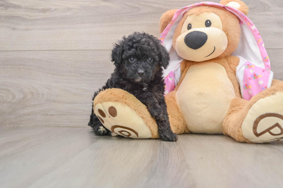 Hypoallergenic Aussiepoo Poodle Mix Puppy