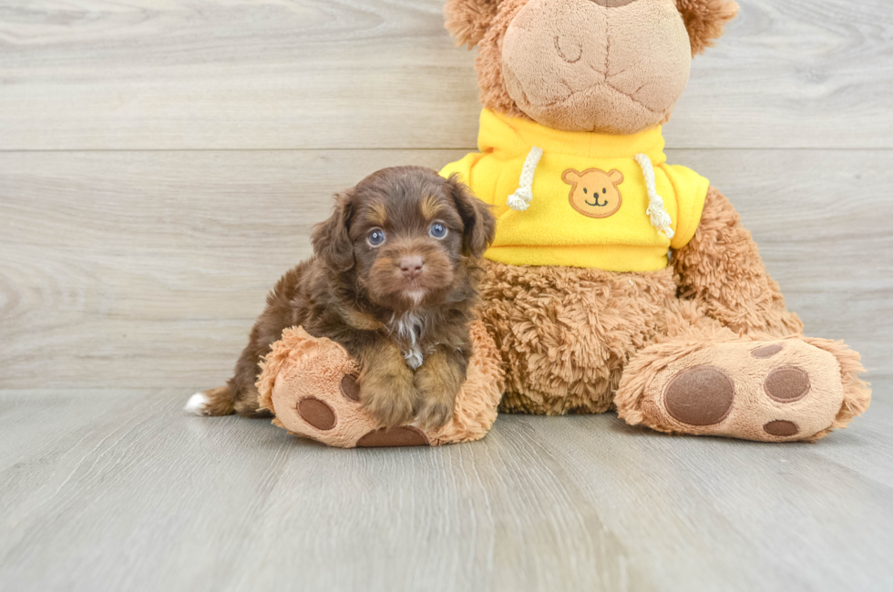 5 week old Mini Aussiedoodle Puppy For Sale - Windy City Pups