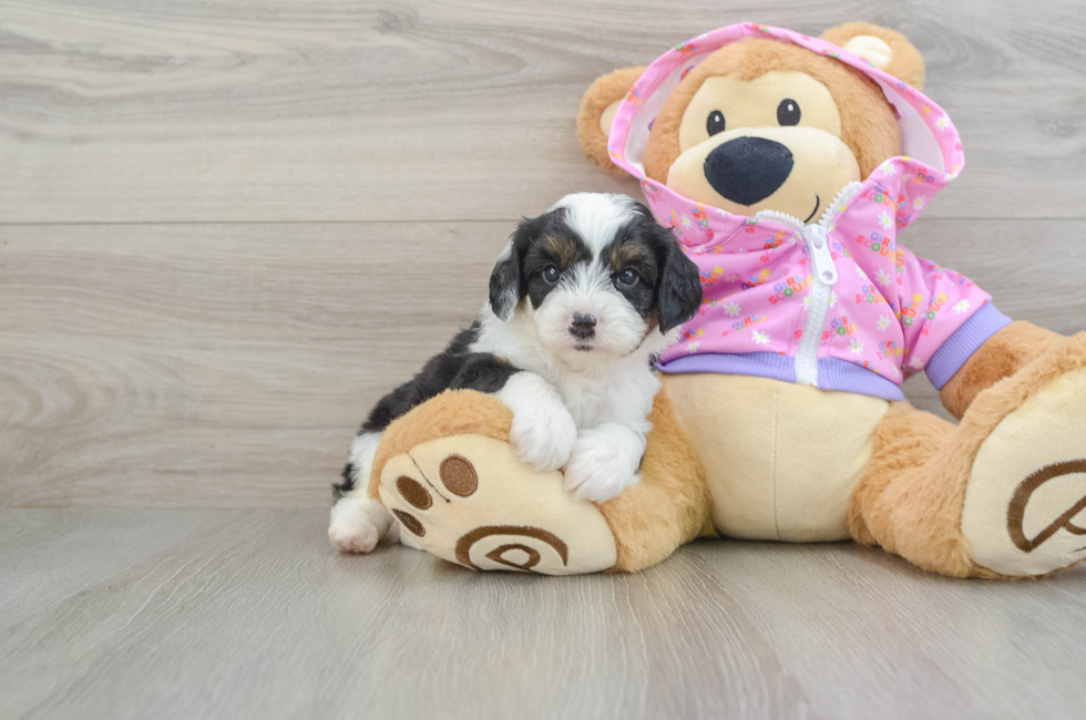 7 week old Mini Aussiedoodle Puppy For Sale - Windy City Pups