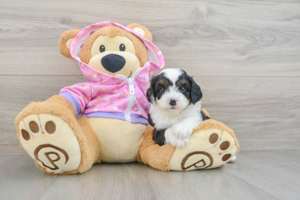 Small Mini Aussiedoodle Baby