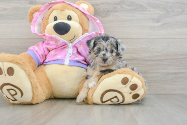 Little Mini Aussiepoo Poodle Mix Puppy