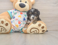 8 week old Mini Aussiedoodle Puppy For Sale - Windy City Pups