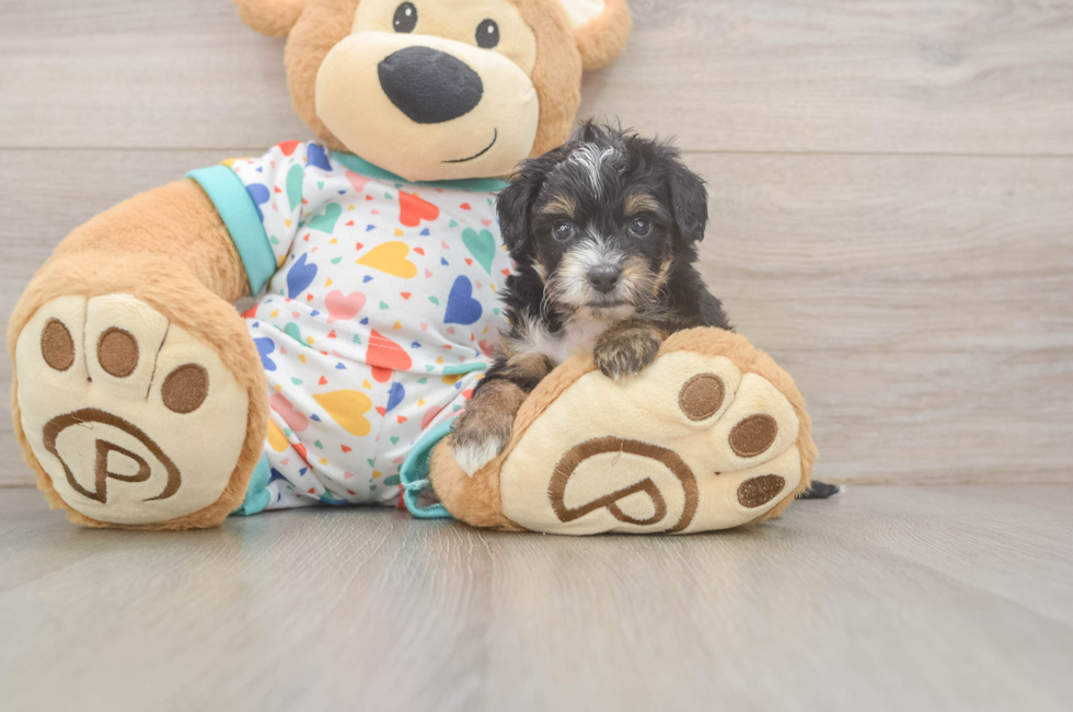 5 week old Mini Aussiedoodle Puppy For Sale - Windy City Pups