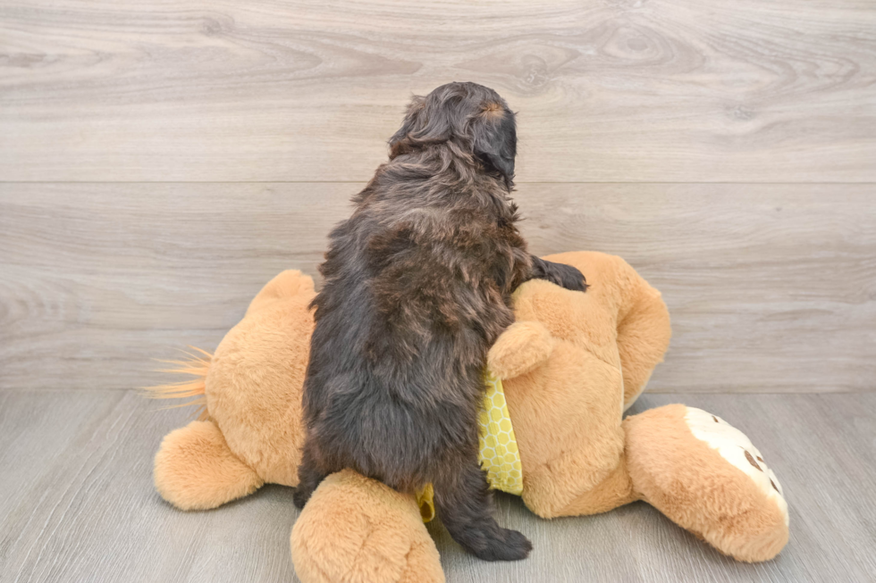 Mini Aussiedoodle Pup Being Cute