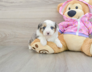 8 week old Mini Aussiedoodle Puppy For Sale - Windy City Pups