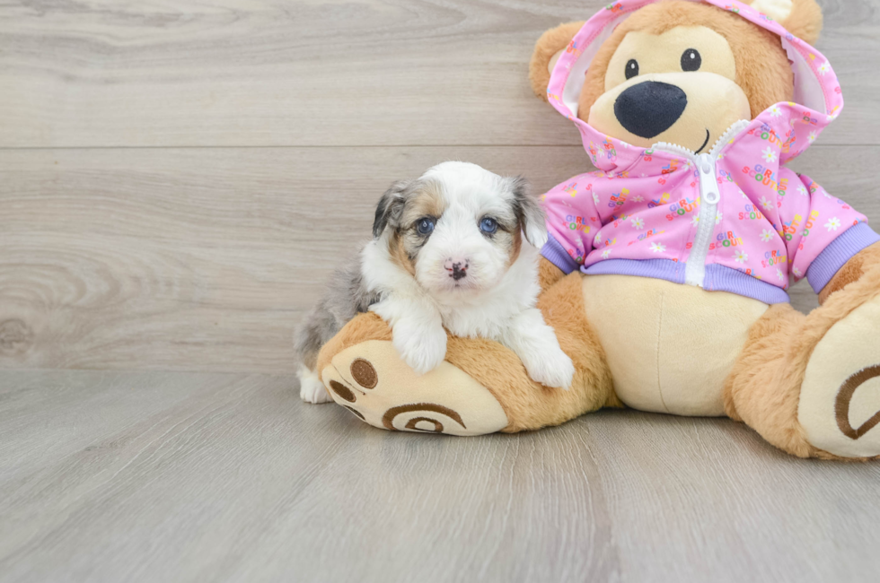 7 week old Mini Aussiedoodle Puppy For Sale - Windy City Pups