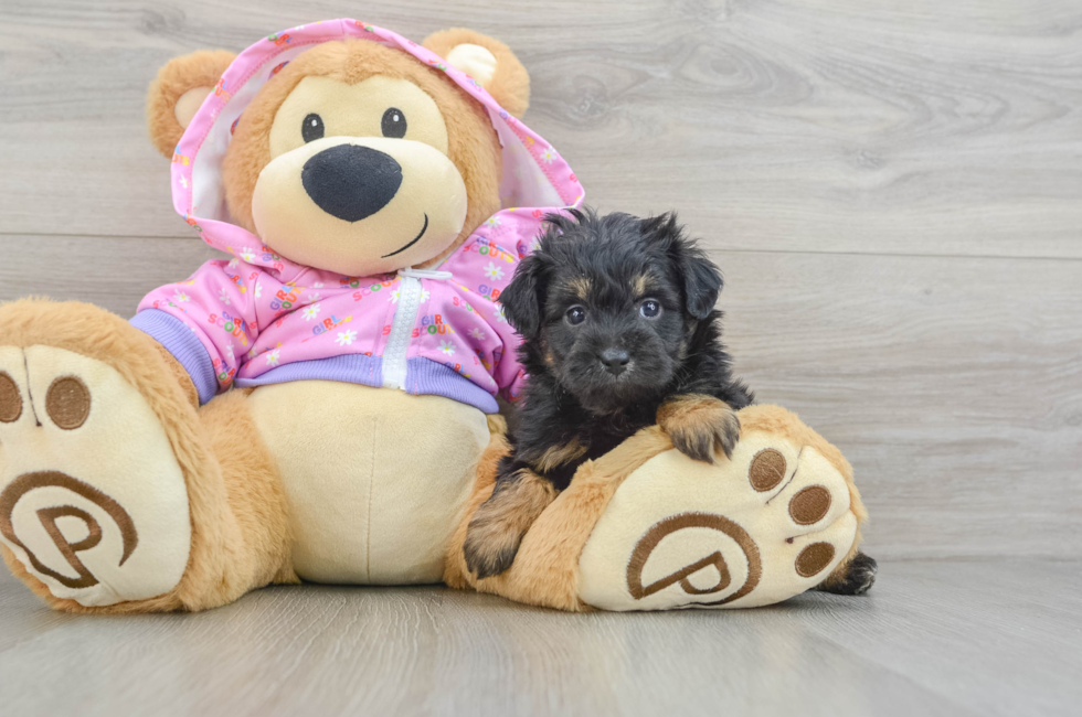 7 week old Mini Aussiedoodle Puppy For Sale - Windy City Pups