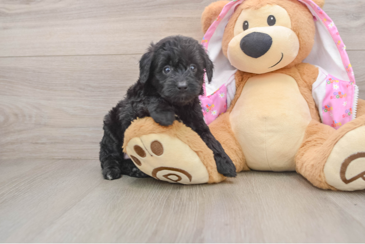 Best Mini Aussiedoodle Baby