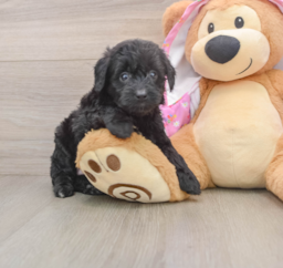 8 week old Mini Aussiedoodle Puppy For Sale - Windy City Pups