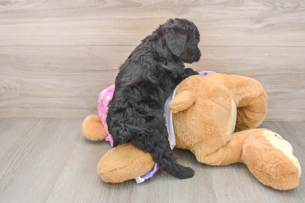 Fluffy Mini Aussiedoodle Poodle Mix Pup
