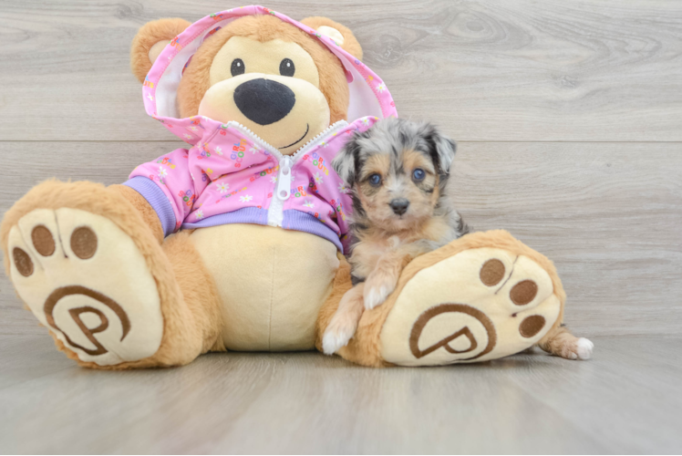 Adorable Mini Australian Shepherd X Poodle Mix Poodle Mix Puppy
