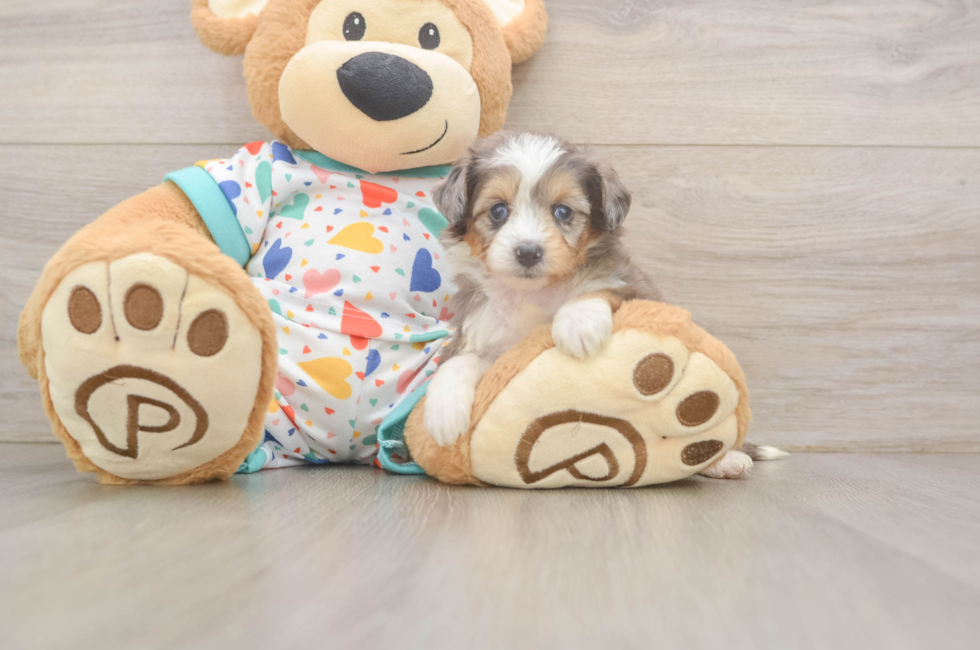 5 week old Mini Aussiedoodle Puppy For Sale - Windy City Pups