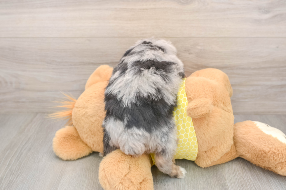 Fluffy Mini Aussiedoodle Poodle Mix Pup