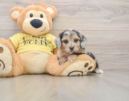 8 week old Mini Aussiedoodle Puppy For Sale - Windy City Pups