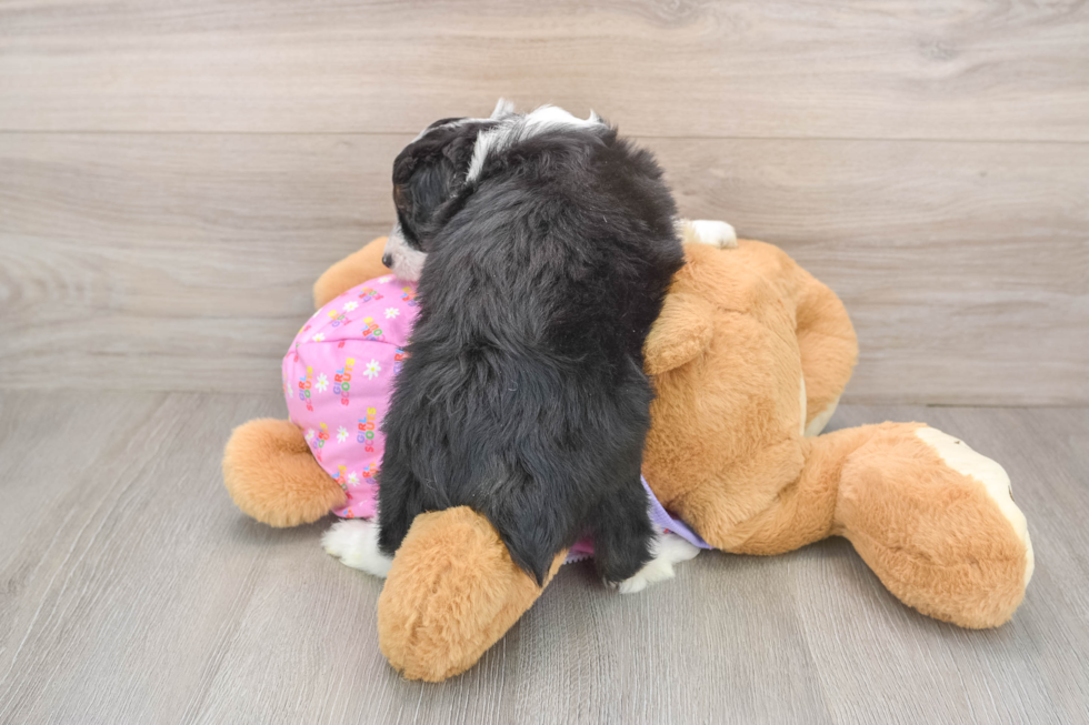 Best Mini Aussiedoodle Baby
