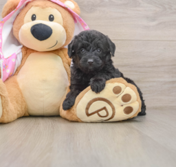 8 week old Mini Aussiedoodle Puppy For Sale - Windy City Pups