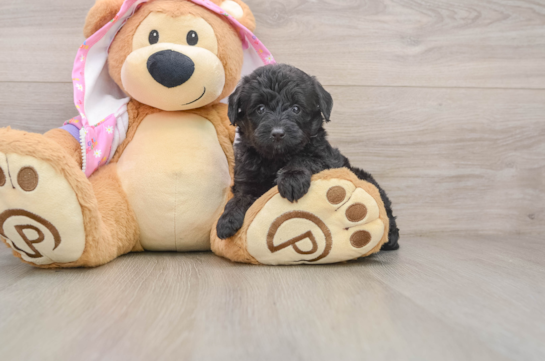 Happy Mini Aussiedoodle Baby