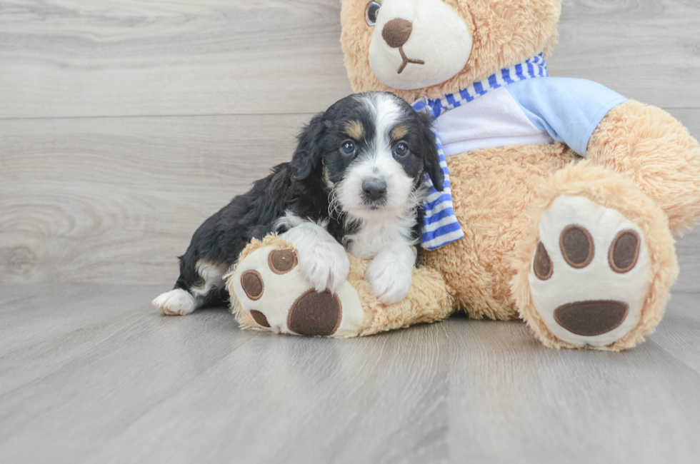 6 week old Mini Aussiedoodle Puppy For Sale - Windy City Pups