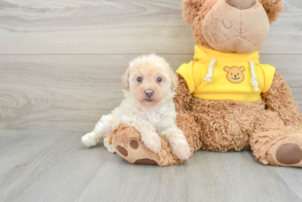 Best Mini Aussiedoodle Baby