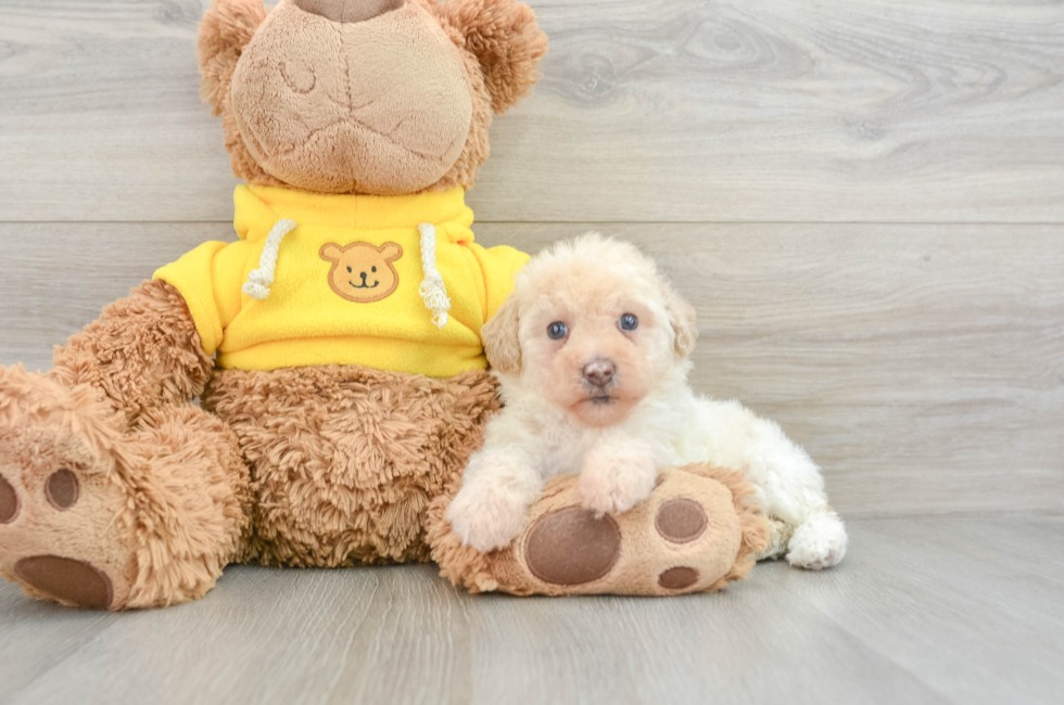 7 week old Mini Aussiedoodle Puppy For Sale - Windy City Pups