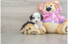 Popular Mini Aussiedoodle Poodle Mix Pup