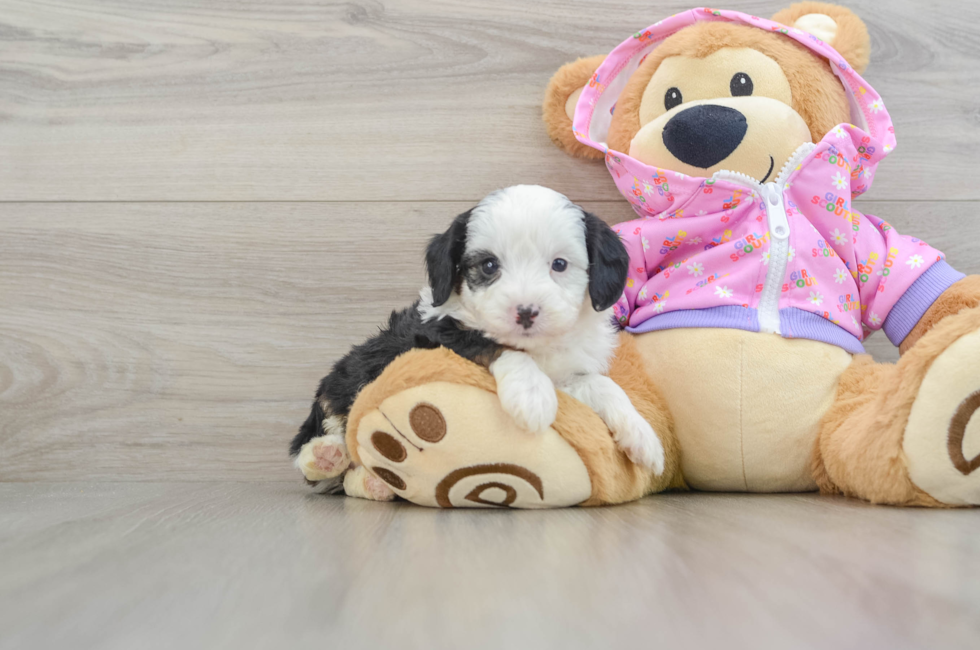 7 week old Mini Aussiedoodle Puppy For Sale - Windy City Pups