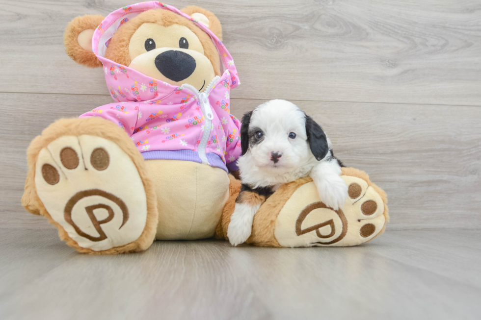 Hypoallergenic Aussiepoo Poodle Mix Puppy