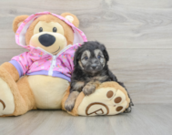 8 week old Mini Aussiedoodle Puppy For Sale - Windy City Pups