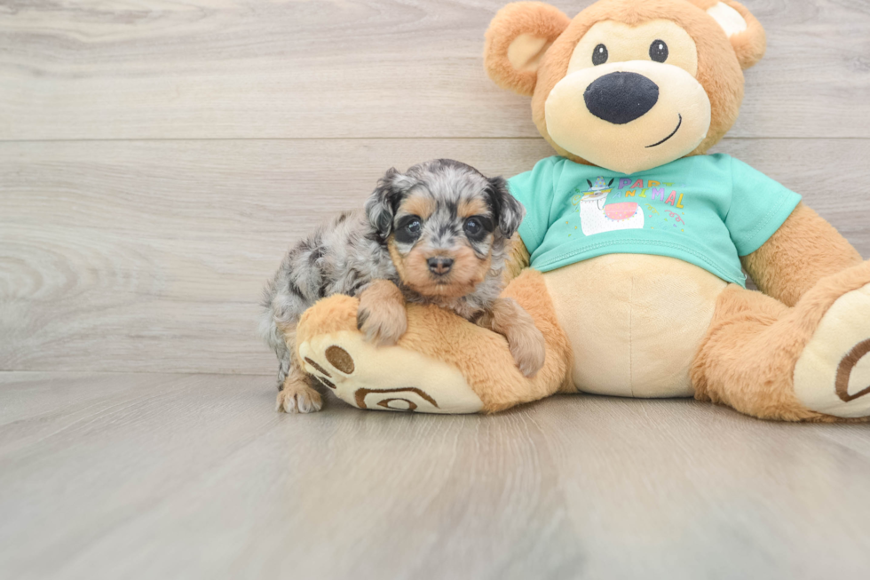 Sweet Mini Aussiedoodle Baby