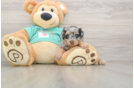 Mini Aussiedoodle Pup Being Cute