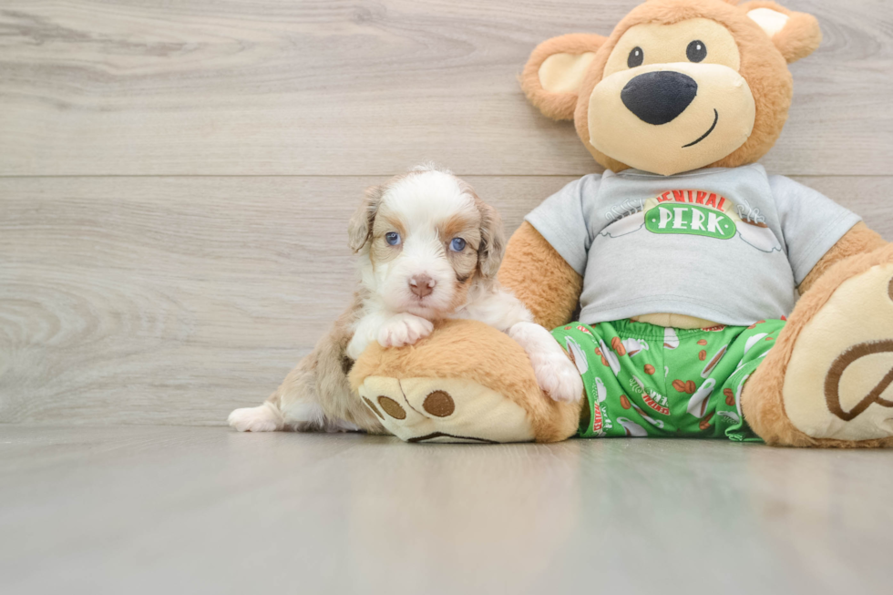 Mini Aussiedoodle Pup Being Cute