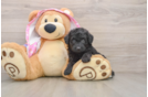 Best Mini Aussiedoodle Baby