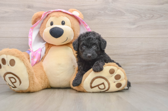 Best Mini Aussiedoodle Baby