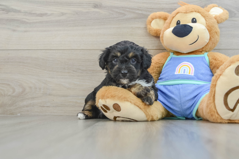 Mini Aussiedoodle Puppy for Adoption