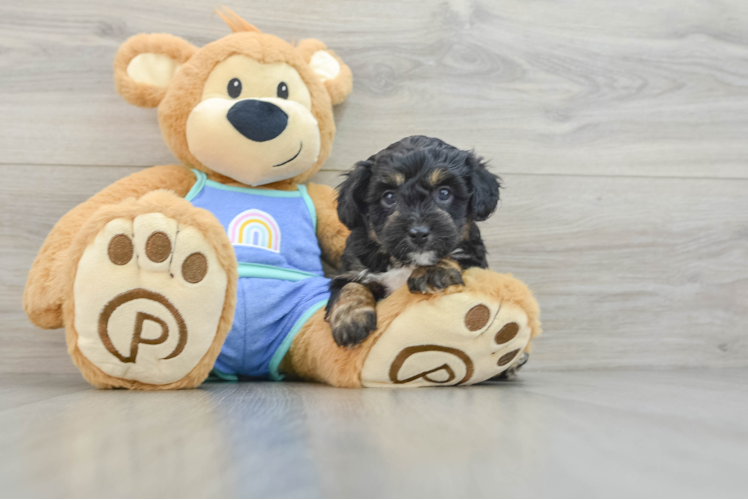 Mini Aussiedoodle Pup Being Cute