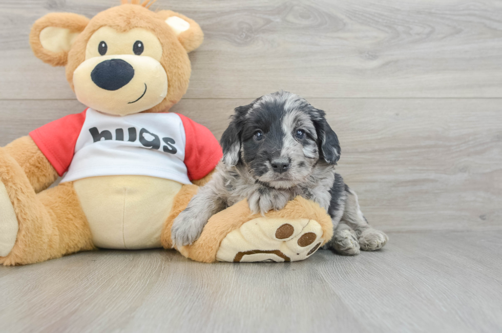 6 week old Mini Aussiedoodle Puppy For Sale - Windy City Pups