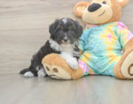 8 week old Mini Aussiedoodle Puppy For Sale - Windy City Pups