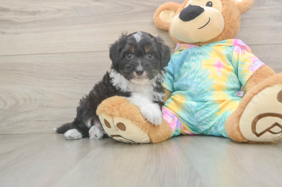 5 week old Mini Aussiedoodle Puppy For Sale - Windy City Pups