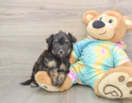 7 week old Mini Aussiedoodle Puppy For Sale - Windy City Pups