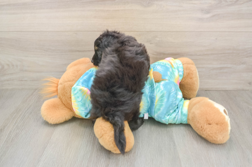 Hypoallergenic Aussiepoo Poodle Mix Puppy