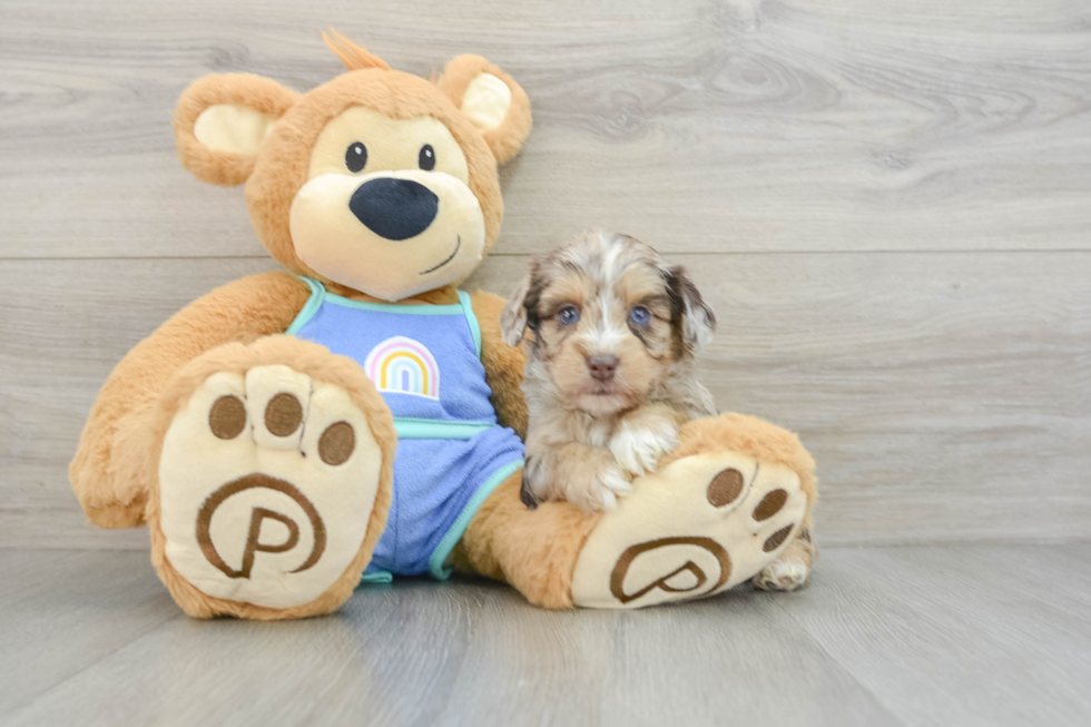 Petite Mini Aussiedoodle Poodle Mix Pup