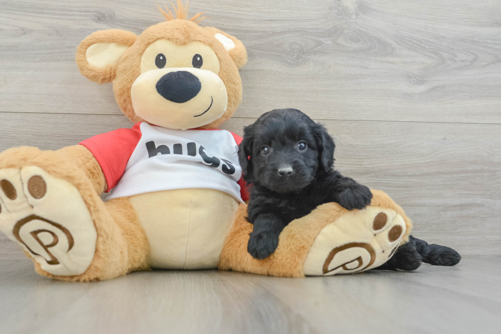 Best Mini Aussiedoodle Baby