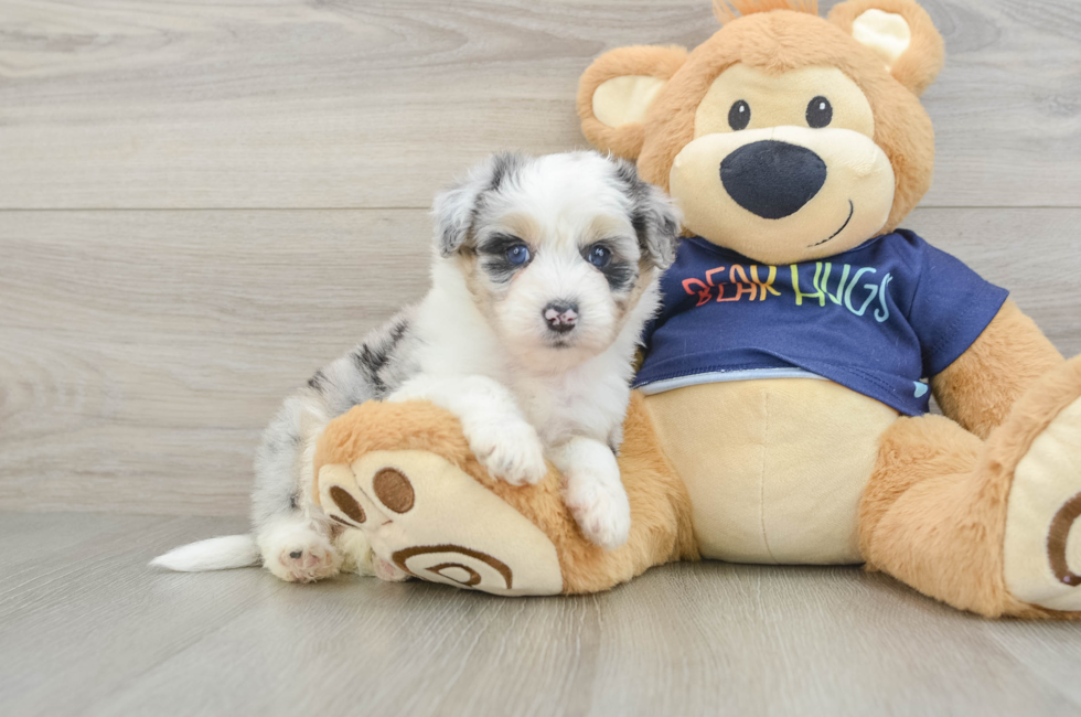 6 week old Mini Aussiedoodle Puppy For Sale - Windy City Pups